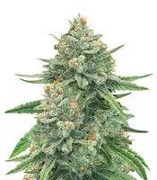 GG#4 Original Glue Auto (Original Sensible Seeds) Cannabis-Samen