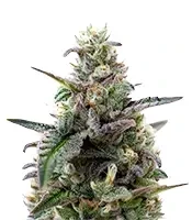 Lemon Cherry Gelato (Barney's Farm)