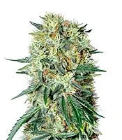The Doctor (GHS) Cannabis-Samen