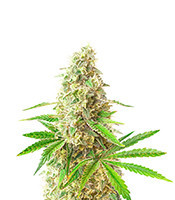 Sunday Punch feminisierte Samen (Delicious Seeds)