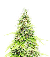 North Thunderfuck (RQS) Cannabis-Samen