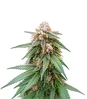 CR + (BlimBurn Seeds) Cannabis-Samen
