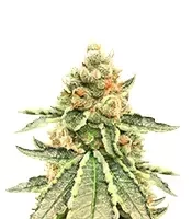 Killer Queen feminisierte Samen (Brothers Grimm Seeds)