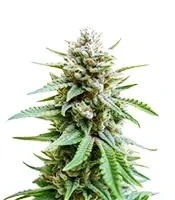Lemongrass Auto (Humboldt Seed Company)