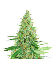 Afghan Kush Regular (World of Seeds) Cannabis-Samen