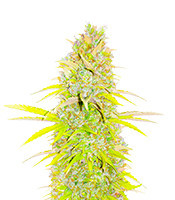 Candy Kush Fast Version feminisierte Samen (EGS)