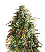 Girl Scout Cookies Auto (Auto Seeds) Cannabis-Samen
