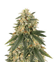 Sour Tang Kripple (Dr. Krippling Seeds) Cannabis-Samen