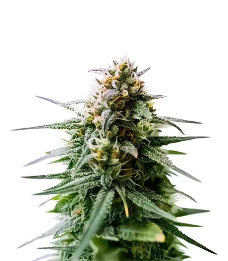 Auto Orange Gorilla XL (Original Sensible Seeds)