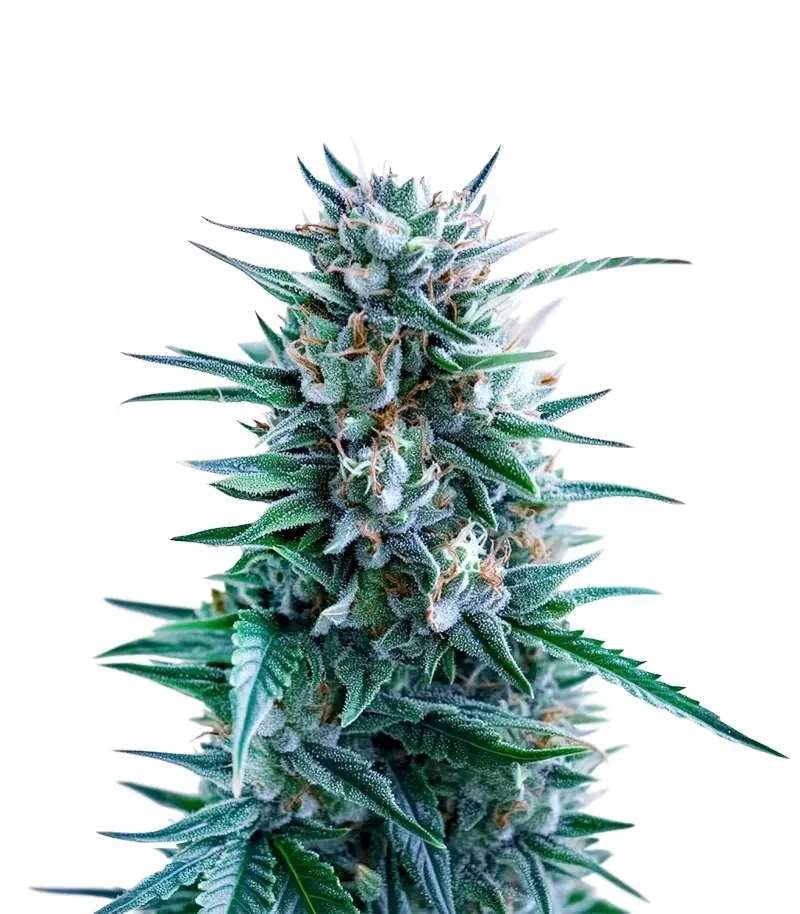 Banana Brawler (Royal Queen Seeds)