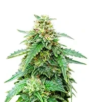 Bruce Banner Auto (Barney's Farm)