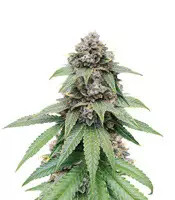 Triple G (RQS) Cannabis-Samen