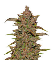 Crystal METH Auto (Fast Buds) Cannabis-Samen