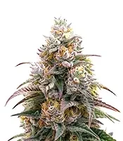 Blueberry Muffin (Humboldt Seed Company)