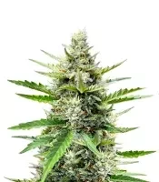Humboldt Dream Autoflower feminisierte Samen (Humboldt Seed Company)