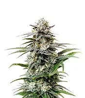 London Pound Cake Auto (Barney's Farm)