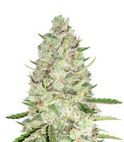 Sweet Skunk Auto (Sweet Seeds) Cannabis-Samen