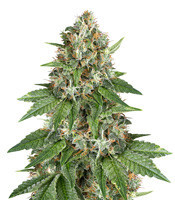 Auto Do-Si-Dos Cookies (00 Seeds) Cannabis-Samen
