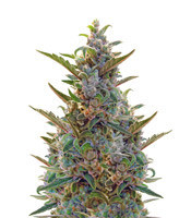 Berry Ryder Auto (Auto Seeds) Cannabis-Samen