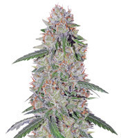 Super Lemon Haze x Clementine (GHS) Cannabis-Samen