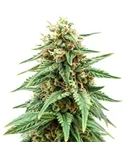 Caramella Auto (Expert Seeds)