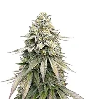 Cookies Gelato (Royal Queen Seeds)