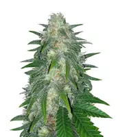 Super Critical Bud CBD (Garden Of Green) Cannabis-Samen
