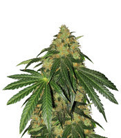 Sugar Breath (Humboldt Seeds Organization) Cannabis-Samen