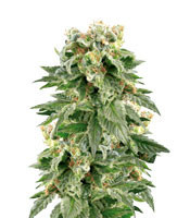 Double Gum regular (White Label) Cannabis-Samen