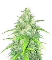 Humboldt Headband feminisierte Samen (Humboldt Seed Company)