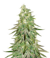 Acid Dough (Ripper Seeds) Cannabis-Samen