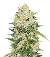 White Critical (White Widow +) (Original Sensible Seeds) Cannabis-Samen