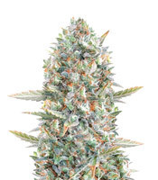 Hawaii Maui Waui (Nirvana Seeds) Cannabis-Samen