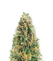 Kukulkán (Pyramid Seeds) Cannabis-Samen