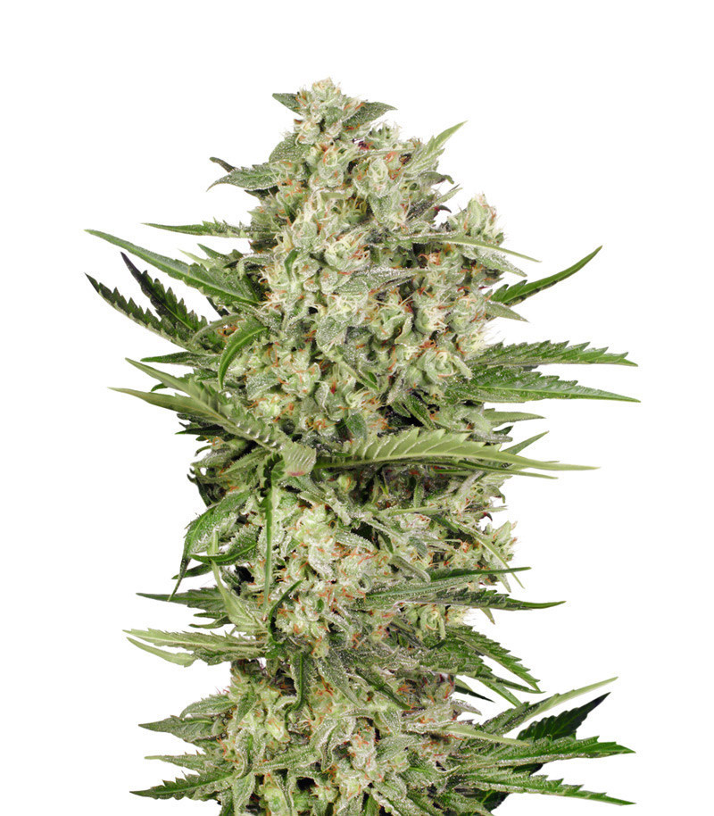OGKZ Auto Samen feminisiert (Humboldt Seeds Organization)