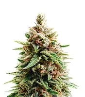 Gorilla Ice Cream (Expert Seeds) Cannabis-Samen