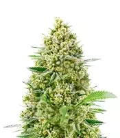 Princess Haze feminisierte Samen (Brothers Grimm Seeds)
