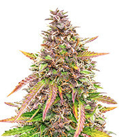 Bubble Kush Automatic (RQS) Cannabis-Samen