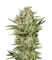Cheese (Seedstockers) Cannabis-Samen