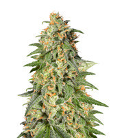 Thin Mint Crack (Seedstockers) Cannabis-Samen