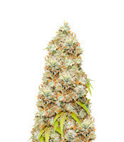 Trainwreck (Humboldt Seeds Organization) Cannabis-Samen