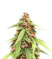 Auto Super OG Kush (Pyramid Seeds) Cannabis-Samen