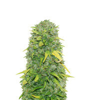 Fast & Vast Auto feminized seeds