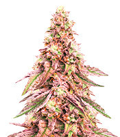 Glue Cookies feminisierte Samen (AlphaFem Seeds)