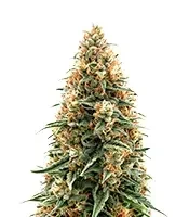 Girl Scout Cookies Auto (BlimBurn Seeds) Cannabis-Samen