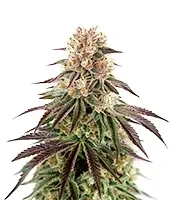 Kong's Krush (GHS)