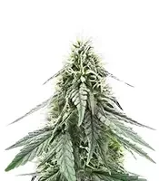 Sour Apple Autoflower feminisierte Samen (Humboldt Seed Company)