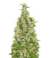 Destroyer (CannaBioGen) Cannabis-Samen