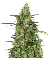 Head Stash Auto (Big Head Seeds) Cannabis-Samen