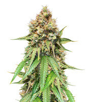 Northern Lights regular (Sensi Seeds) Cannabis-Samen